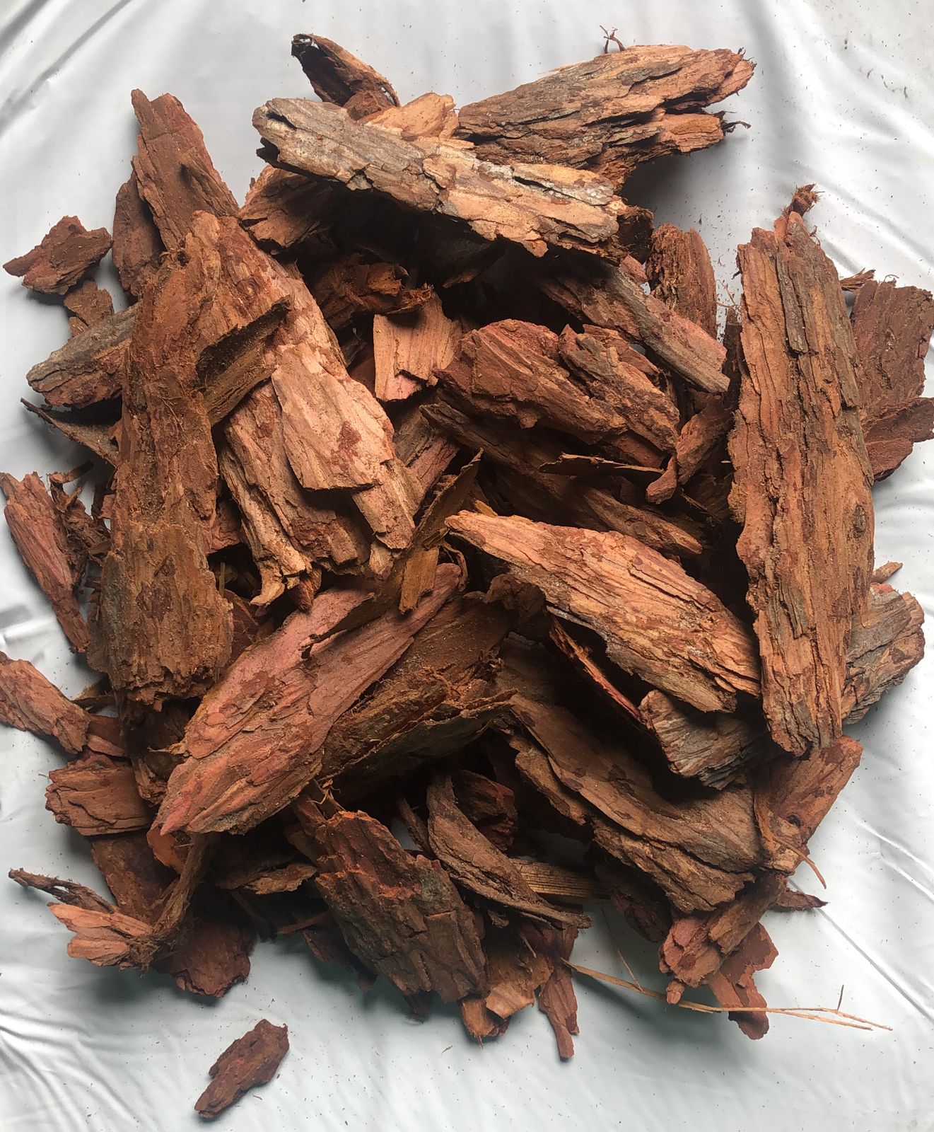 Лиственница 6-10 см